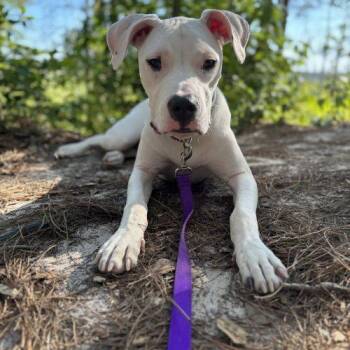 Liza AKA Pixie -  Pit Bull Terrier and Dogo Argentino Dog for Adoption in Sanford, North Carolina - Liza AKA Pixie | PetCurious