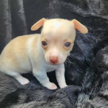 Chihuahua Dogs Available for Adoption - Tatum | PetCurious