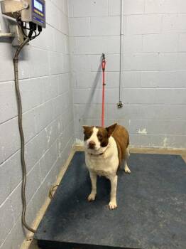 KAYA -  Border Collie Dog for Adoption in Woodland, California - KAYA | PetCurious