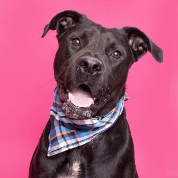 Rescue Mixed Breed Dogs for Adoption in Franklin, Tennessee - Rue | PetCurious