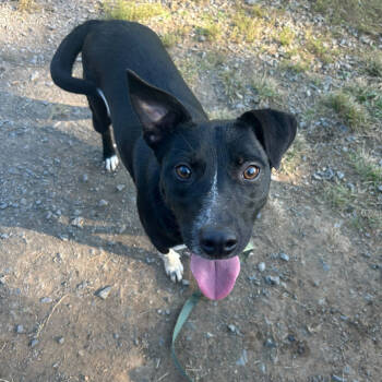 Rescue Black Labrador Retriever and Mixed Breed Dogs for Adoption in Fairfax Station, Virginia - Hera | PetCurious