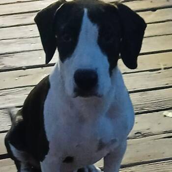 Buddy -  Pit Bull Terrier and Beagle Dog for Adoption in Wadena, Minnesota - Buddy | PetCurious