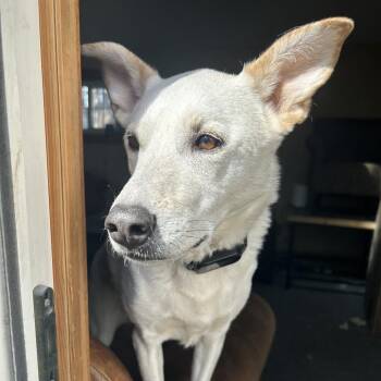 Riesling D11481 -  Shepherd Dog for Adoption - Riesling D11481 | PetCurious