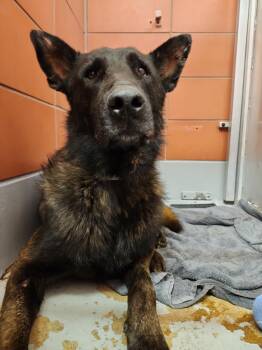 MOJO -  Belgian Shepherd Malinois and Mixed Breed Dog for Adoption in Houston, Texas - MOJO | PetCurious