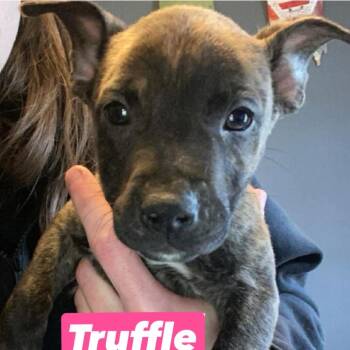 Pit Bull Terrier and American Staffordshire Terrier Dogs Available for Adoption in Brainerd, Minnesota - Truffle | PetCurious