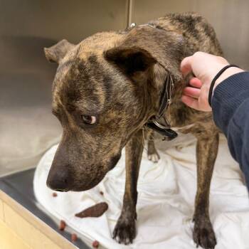 Mixed Breed Dogs Available for Adoption in Winston-salem, North Carolina - Lucy | PetCurious