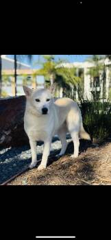 Flora -  American Eskimo Dog and Husky Dog for Adoption in New Haven, Connecticut - Flora | PetCurious