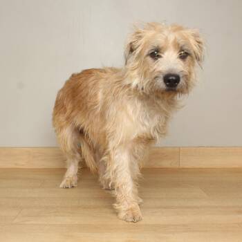 Cooper D71441 -  Schnauzer and Terrier Dog for Adoption in Minnetonka, Minnesota - Cooper D71441 | PetCurious