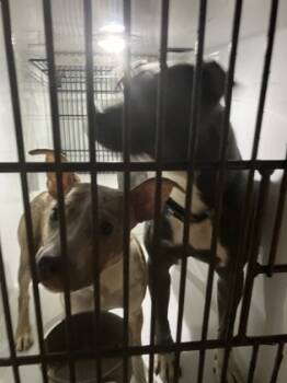 Rescue Pit Bull Terrier and Mixed Breed Dogs for Adoption in Atlanta, Georgia - 59842134 | PetCurious