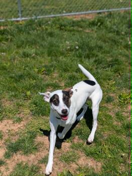 Mixed Breed Dogs Available for Adoption in Chambersburg, Pennsylvania - Flapjack | PetCurious