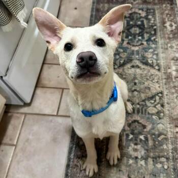 Smeagol -  Carolina Dog and German Shepherd Dog Dog for Adoption in Bartlett, Tennessee - Smeagol | PetCurious