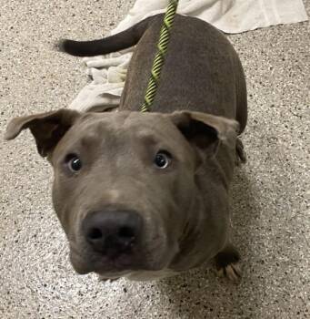 Roscoe -  Pit Bull Terrier Dog for Adoption in Vancouver, Washington - Roscoe | PetCurious
