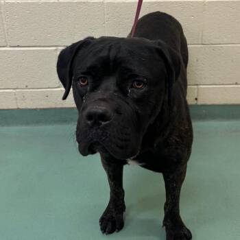 Bulbar -  Mixed Breed Dog for Adoption in Memphis, Tennessee - Bulbar | PetCurious