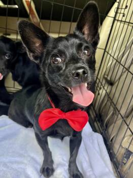 Rescue Chihuahua and Mixed Breed Dogs for Adoption in Gilbert, South Carolina - Midnight | PetCurious