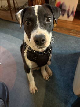 Rescue Cattle Dog Dogs for Adoption in Denver, Colorado - Simon #5 | PetCurious