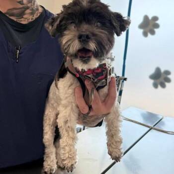 Sadie Grace -  Havanese Dog for Adoption in Spring Hill, Kansas - Sadie Grace | PetCurious