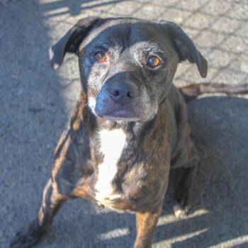 Carl Dean -  Mixed Breed Dog for Adoption in Rocky Mount, Virginia - Carl Dean | PetCurious