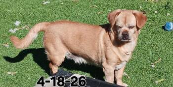 Champ -  Pug and Chihuahua Dog for Adoption in Fort Lupton, Colorado - Champ | PetCurious