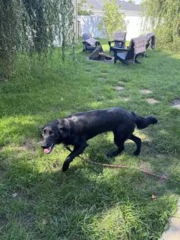 Bella -  Mixed Breed Dog for Adoption in Wyoming, Michigan - Bella | PetCurious