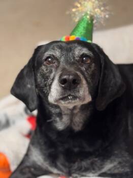 Rescue Labrador Retriever and Mixed Breed Dogs for Adoption in Spartanburg, South Carolina - Buddy | PetCurious