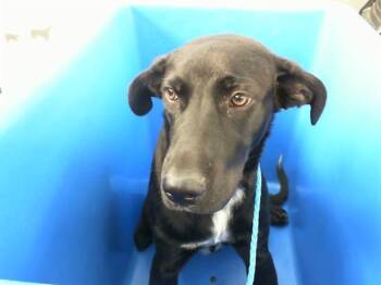 Rescue Mixed Breed Dogs for Adoption in Dallas, Texas - SANDY | PetCurious