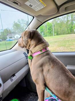 Lola (Courtesy post) -  Pit Bull Terrier Dog for Adoption in Rutherfordton, North Carolina - Lola (Courtesy Post) | PetCurious