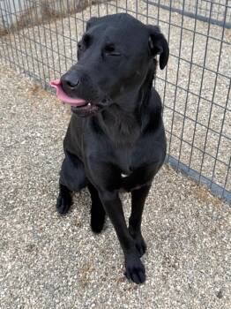 Bruno -  Labrador Retriever Dog for Adoption in Gillette, Wyoming - Bruno | PetCurious