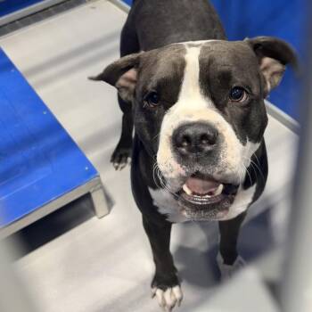 Brutus KCAC -  English Bulldog and American Staffordshire Terrier Dog for Adoption in Kerrville, Texas - Brutus KCAC | PetCurious