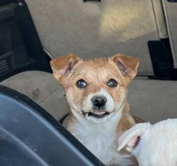 Margot -  Shepherd and Pit Bull Terrier Dog for Adoption in Lafayette, Colorado - Margot | PetCurious