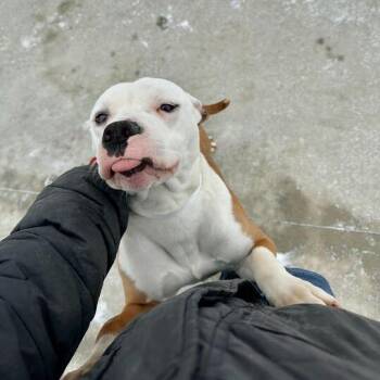 Mixed Breed and Pit Bull Terrier Dogs Available for Adoption in Matteson, Illinois - Ghost | PetCurious