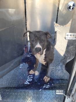 Rescue Pit Bull Terrier Dogs for Adoption in Lawrenceville, Georgia - Pen 141 | PetCurious