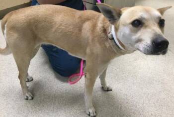 Shiba Inu Dogs Available for Adoption in Riverside, California - SALOME | PetCurious