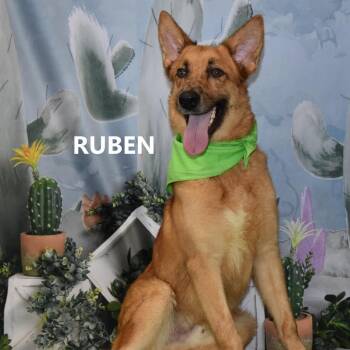 Ruben -  Shepherd and Mixed Breed Dog for Adoption in Yuma, Arizona - Ruben | PetCurious