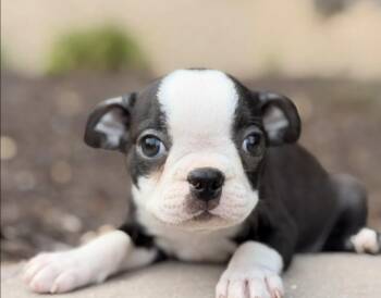 Flynn -  Boston Terrier Dog for Adoption in North Freedom, Wisconsin - Flynn | PetCurious