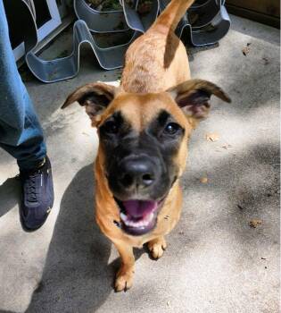 Rescue Belgian Shepherd Malinois Dogs for Adoption in Pleasant Grove, California - Maggie | PetCurious