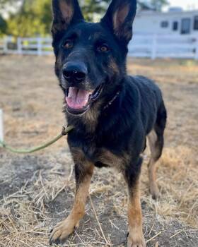 Hazel -  German Shepherd Dog Dog for Adoption - Hazel | PetCurious