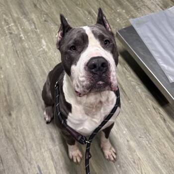 Titan -  Mixed Breed Dog for Adoption in Summerville, South Carolina - Titan | PetCurious