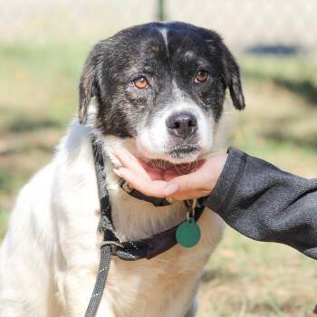 Mixed Breed Dogs Available for Adoption in Columbia, South Carolina - Captain Pepperoni | PetCurious