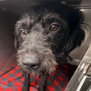 Artie -  Mixed Breed Dog for Adoption in Philadelphia, Pennsylvania - Artie | PetCurious