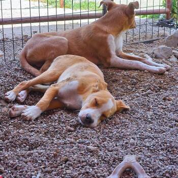 Dennis -  Mixed Breed Dog for Adoption in Reno, Nevada - Dennis | PetCurious