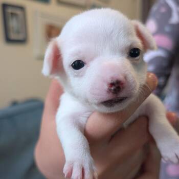 Juicy Fruit -  Chihuahua Dog for Adoption in New York, New York - Juicy Fruit | PetCurious