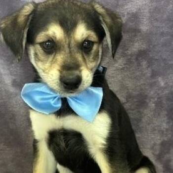Rescue Terrier Dogs for Adoption in Lodi, California - Basil | PetCurious