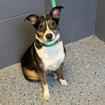 Terrier Dogs Available for Adoption in Tuscaloosa, Alabama - TUSC-Stray-84125 | PetCurious