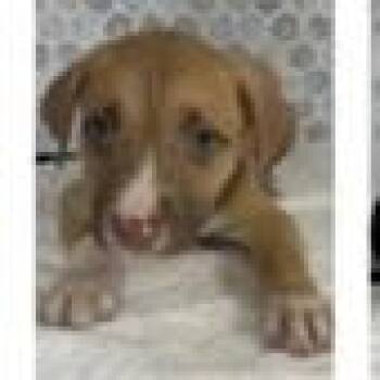 Teddy -  German Shepherd Dog and Mixed Breed Dog for Adoption in Tampa, Florida - Teddy | PetCurious