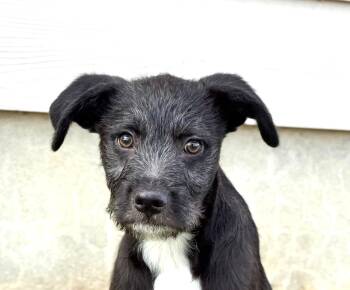 Wirehaired Terrier and Terrier Dogs Available for Adoption - Rosco | PetCurious