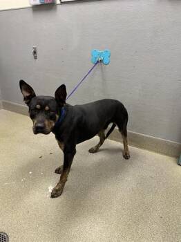 Rottweiler and Mixed Breed Dogs Available for Adoption - RUFFY | PetCurious