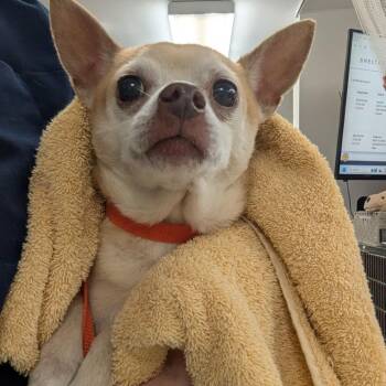 Dino -  Chihuahua Dog for Adoption in Indianapolis, Indiana - Dino | PetCurious