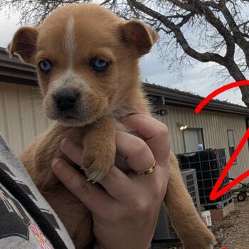 Siberian Husky and Mixed Breed Dogs Available for Adoption - King Cake | PetCurious