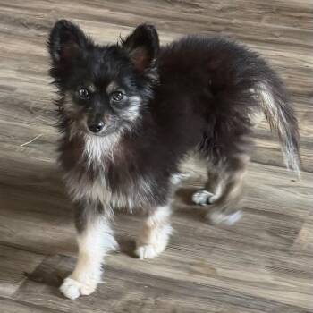 Catwoman -  Pomeranian and Mixed Breed Dog for Adoption in Las Vegas, Nevada - Catwoman | PetCurious