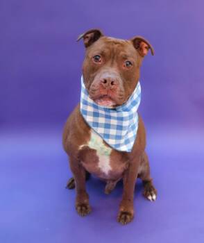 Rescue Pit Bull Terrier and American Staffordshire Terrier Dogs for Adoption in Islip Terrace, New York - Zeus | PetCurious